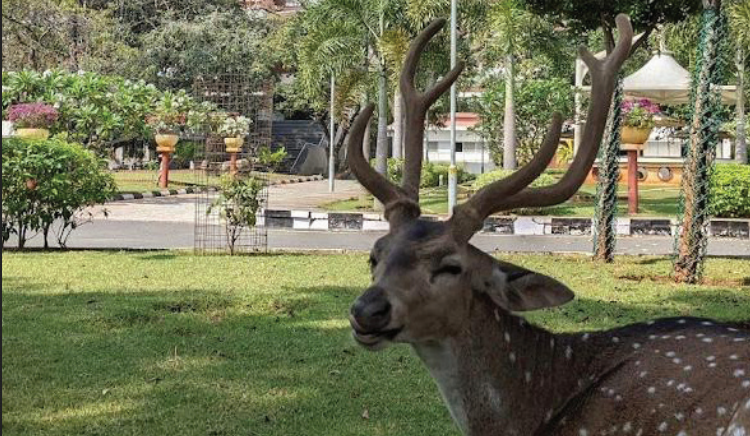 IIT Madras Beautification Project