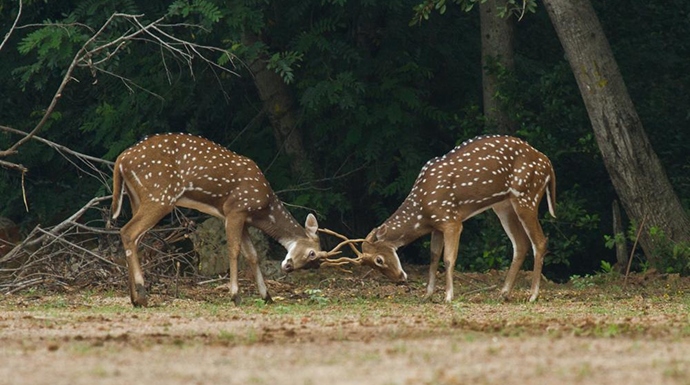 Campus Beautification Fund